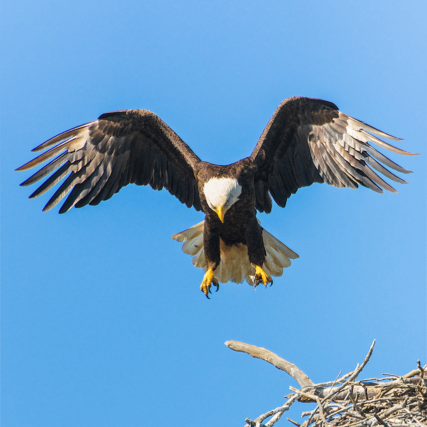 On Eagles' Wings – Banner of Truth USA